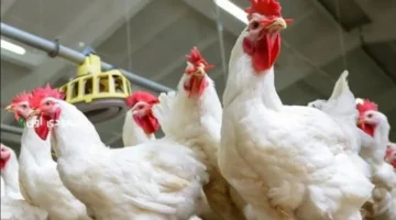 تحديث الأسعار اليومية.. تكلفة شراء الدواجن والبيض في الأسواق خلال تعاملات الأحد